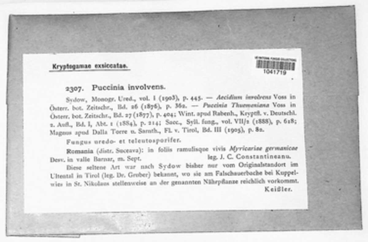 Puccinia involvens image